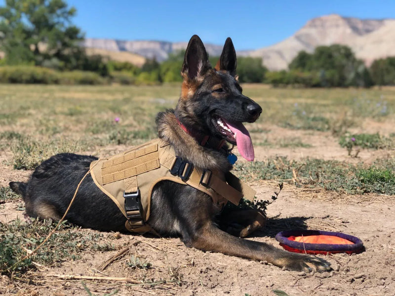 Coleira Estilo Tática Militar para Cães