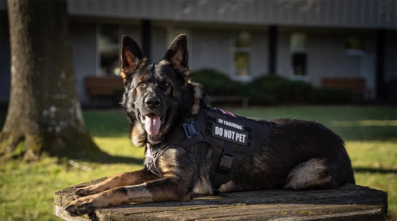 Coleira Estilo Tática Militar para Cães